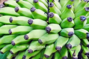 How to harvest bananas