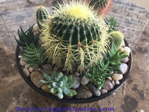 What is the Fastest Growing Cactus?