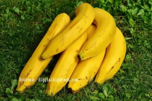 How to harvest bananas