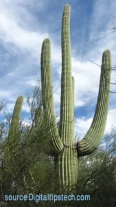 What is the Fastest Growing Cactus? 