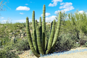 What is the Fastest Growing Cactus? 