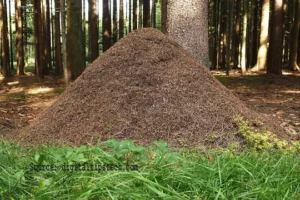 How to Stop Ants from Climbing Trees
