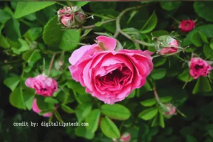  How to Remove a Rose Bush