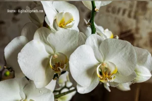 How to Fix Wrinkled Orchid Leaves