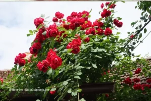  How to Remove a Rose Bush
