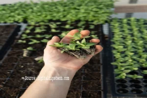 When to Transplant Squash Seedlings