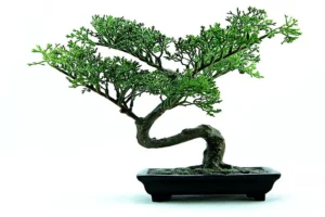 How Long Do You Leave Wire on a Bonsai Tree
