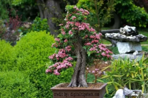 When to Prune a Juniper Bonsai Tree