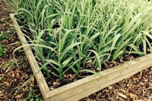 Garlic in Greenhouse