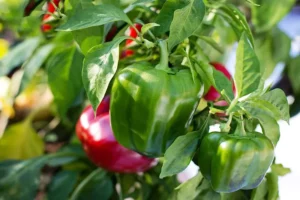 Peppers not Turning Red